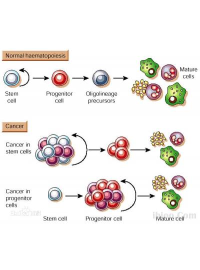 未來已來！干細(xì)胞療法在老年疾病治療方面的潛力正在逐步顯現(xiàn)！